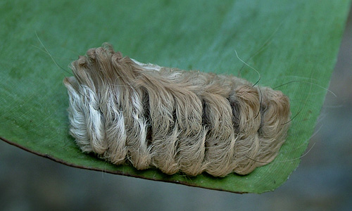 Coroico, Yungas, Bolivia d. 13 january 2005. Photographer; Lars Andersen