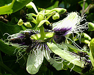 Yungas, Bolivia d. 1 januar 2005. Fotograf: Lars Andersen