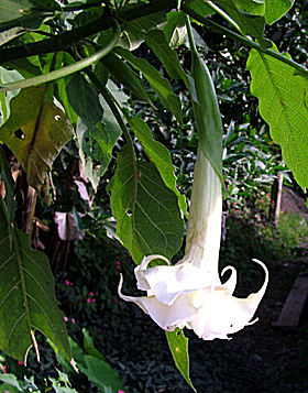 Brugmansia i Coroico, Yungas, Bolivia d. 1 januar 2005. Fotograf: Lars Andersen