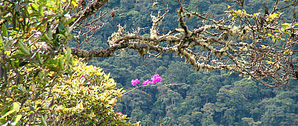 Yungas, Bolivia d. 2 januar 2005. Fotograf: Lars Andersen