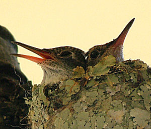 Yungas, Bolivia d. 16 januar 2005. Fotograf: Lars Andersen