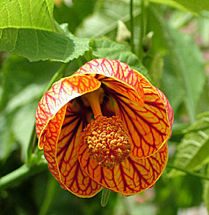 Coroico, Yungas, Bolivia d. 20 januar 2005. Fotograf: Lars Andersen