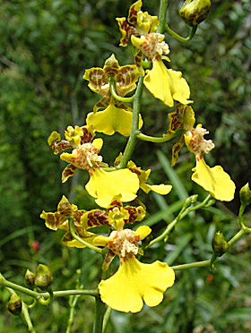 Coroico, Yungas, Bolivia d. 17 januar 2005. Fotograf: Lars Andersen