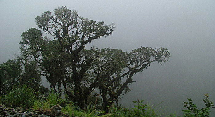 Tgeskoven ved vejen fra La Paz til Coroico, Yungas, Bolivia d. 7 januar 2005. Fotograf: Lars Andersen