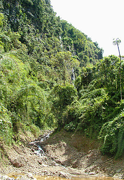 Vejen imellem Unduarvi og Yolosa, Yungas, Bolivia d. 3 januar 2005. Fotograf: Lars Andersen