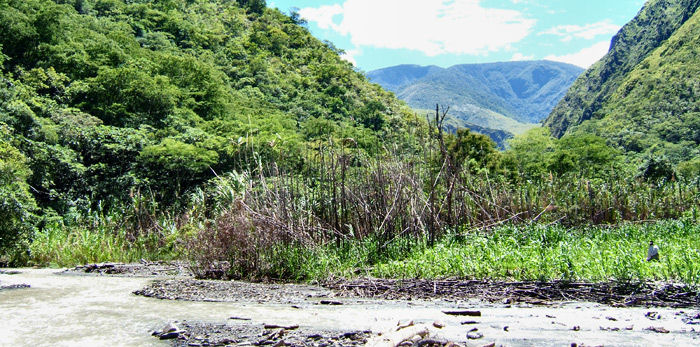 Rio Coroico, Yolosa, Yungas, Bolivia d. 8 januar 2005. Fotograf: Peter Mllmann