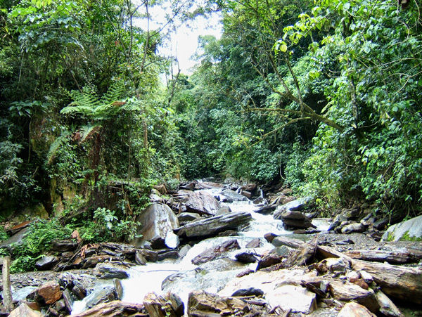 Yungas, Bolivia d. 10 januar 2005. Fotograf: Peter Mllmann