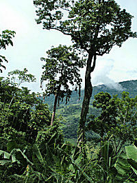 Caranavi, Yungas, Bolivia d. 13 januar 2005. Fotograf: Lars Andersen