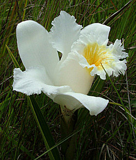 Coroico, Yungas, Bolivia d. 17 januar 2005. Fotograf: Lars Andersen