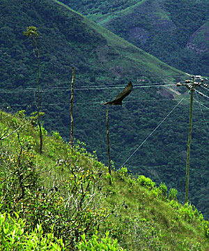Coroico, Yungas, Bolivia d. 17 januar 2005. Fotograf: Lars Andersen