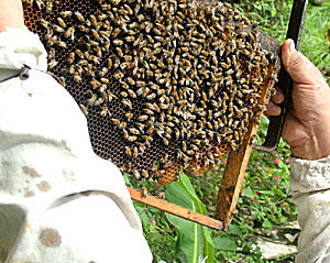 Coroico, Yungas, Bolivia d. 23 januar 2005. Fotograf: Lars Andersen