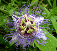 Passionblomst. Coroico, 1900 m.h.Bolivia d. 10 januar 2004. Fotograf: Peter Mllmann