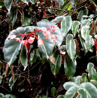 Pegonia. balcon Silla 3300 m, h,Bolivia d. 15 januar 2004. Fotograf: Peter Mllmann