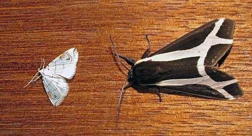 Dysschema sacrifica. Coroico, Yungas, Bolivia d. 4 january 2005. Photographer; Lars Andersen