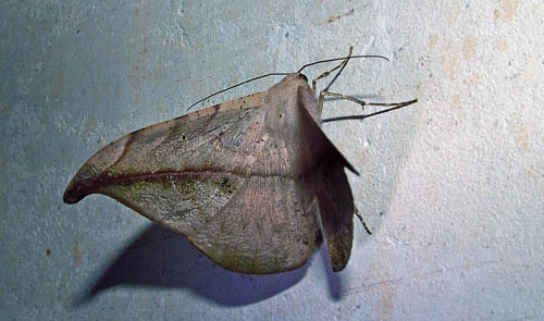 Coroico, Yungas, Bolivia d. 16 january 2005. Photographer; Lars Andersen