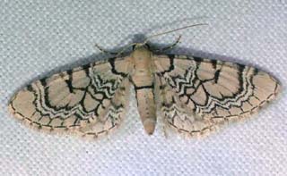 Eupitchecia venosata. Torslunda. Øland, Sverige. 7 juni 2004. Fotograf: Lars Andersen