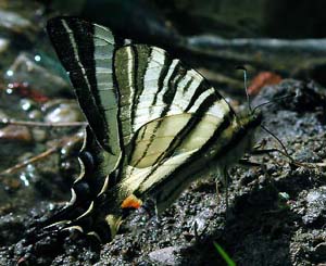 Sydeuropisk svalehale, Ipchlides podalirius. Zheravna, Bulgarien. Juni 2003. Fotograf: Jan Fischer Rasmussen