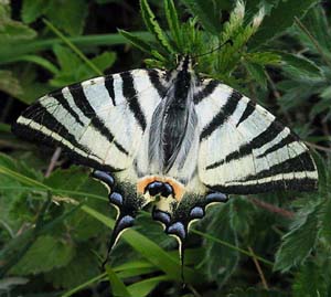 Sydeuropisk svalehale, Iphichlides podalirius. Zheravna, Bulgarien. Juni 2003 Fotograf: Jan Fischer Rasmussen