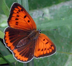 Stor ildfugl, Lycaena dispar. Veliko Tornovo, Bulgarien. Juni 2003 Fotograf: Jan Fischer Rasmussen