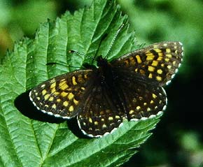 Mørk pletvinge, Melitaea diamina han. Mittlandsskogen, Öland, Sverige. juni 1986. Fotograf: Lars Andersen