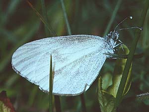 Skovhvidvinge. Leptidea sinapis. Mittlandsskogen, land, Sverige. Medio juni 1986. Fotograf: Lars Andersen