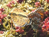 Okkergul pletvinge, Melitaea cinxia. Alvaret, Lenstad land, Sverige. 6 juni 2004