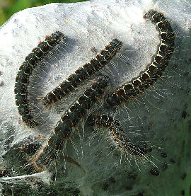 Uldhale,Eriogaster lanestris. Et larvekuld med deres bo. Mittlandsskogen, Øland, Sverige. 6 juni 2004