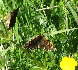 Mrk pletvinge, Melitaea diamina. Mittlandsskogen, land, Sverige. 6 juni 2004