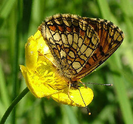 Mørk pletvinge, Melitaea diamina. Mittlandsskogen, Öland, Sverige. 6 juni 2004