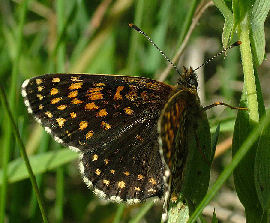 Mørk pletvinge, Melitaea diamina han. Mittlandsskogen, Öland, Sverige. 6 juni 2004