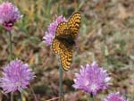 Okkergul pletvinge, Melitaea cinxia. Alvaret, Lenstad land, Sverige. 6 juni 2004