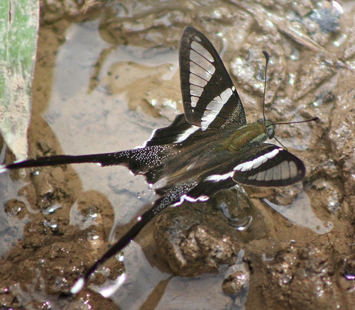 White Dragontail, Lamproptera curius (Fabricius, 1787), familie Papilionidae. Erawan Waterfall, Thailand 2006. Fotograf; Anne Drgemller Lund