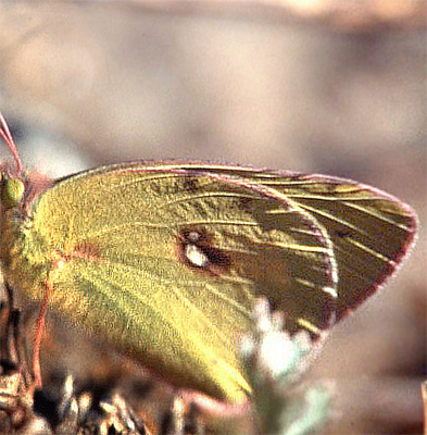 Himalaya hsommerfugl, Colias fieldii. Sing Compa ca. 3500 m.h. op til Goseikund-serne, Langtangdalen. Nepal. Oktober 1995. Fotograf: Lars Andersen