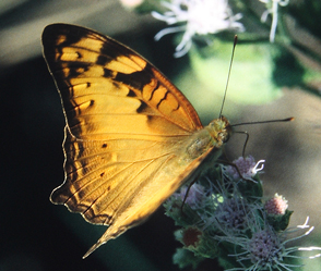 Vagrant, Vagrans egista. Chitwan Nationalpark, Nepal. December 1995. Photographer: Lars Andersen