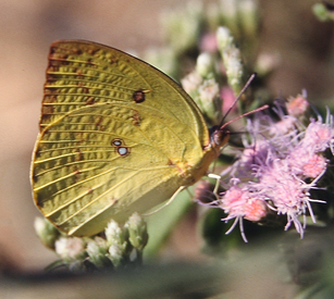 Oriental Lemon Migrant, Catopsila pomona. Chitwan Nationalpark, Nepal. December 1995. Photographer: Lars Andersen