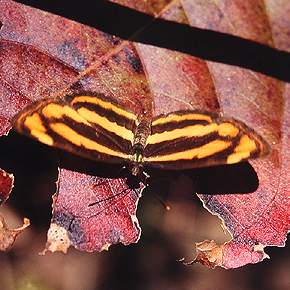 Pale Green Saier, Neptis zaida. Chitwan Nationalpark, Nepal. December 1995. Photographer: Lars Andersen