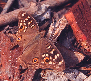 Lemon Pansy, Precis lemonias. Chitwan Nationalpark, Nepal. December 1995. Photographer: Lars Andersen