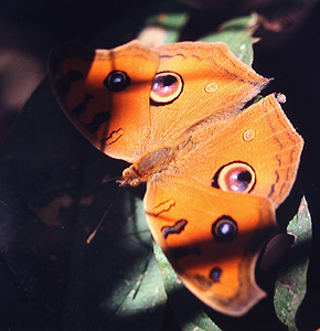 Peacock Pansy, Precis almana. Chitwan Nationalpark, Nepal. December 1995. Photographer: Lars Andersen