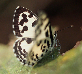 Common Pierrot, Castalius rosimon. Ved Tigerens fodspor i skovens lysninger er der denne art Chitwan Nationalpark, Nepal. December 1995. Photographer: Lars Andersen