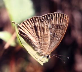 Common Cerulean, Jamides celeno. Chitwan Nationalpark, Nepal. December 1995. Photographer: Lars Andersen