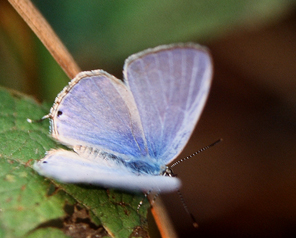 Common Cerulean, Jamides celeno. Chitwan Nationalpark, Nepal. December 1995. Photographer: Lars Andersen