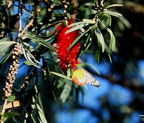 Painted Jezebel, Cathaemia hyparete. Chitwan Nationalpark, Nepal. December 1995. Photographer: Lars Andersen