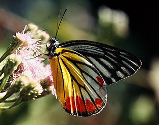 Painted Jezebel, Cathaemia hyparete. Chitwan Nationalpark, Nepal. December 1995. Photographer: Lars Andersen