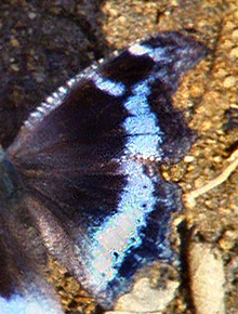 Blue Admiral, Kaniska canace. Chitwan National Park, 280 m. Nepal, december 1995. Photographer; Lars Andersen