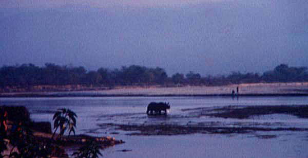 Indisk Næsehorn om aftenen i den blå time ved Sauraha, Royal Chitwan National Park feb. 2000