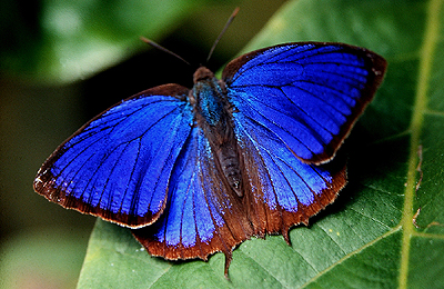 Centaur Oakblue, Arhopala pseudocentaurus, Chitwan National park, 280 m. Nepal. December1995. Photographer: Lars Andersen 