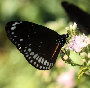 Common Indian Crow, Euploea core. Sauraha, Chitwan Nationalpark. Nepal. december 1995. Fotograf: Lars Andersen              