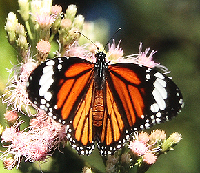 Common Tiger, Danaus genutia, Sauraha, Chitwan Nationalpark. Nepal. december 1995. Fotograf: Lars Andersen