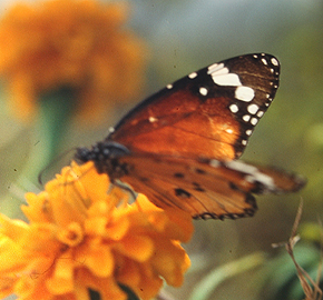 Plain Tiger, Danaus chrysippus, Sauraha, Chitwan Nationalpark. Nepal. december 1995. Fotograf: Lars Andersen