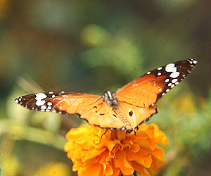 Plain Tiger, Danaus chrysippus, Sauraha, Chitwan Nationalpark. Nepal. december 1995. Fotograf: Lars Andersen